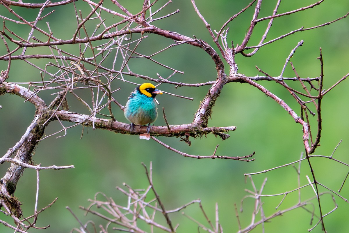 Saffron-crowned Tanager - ML616602238