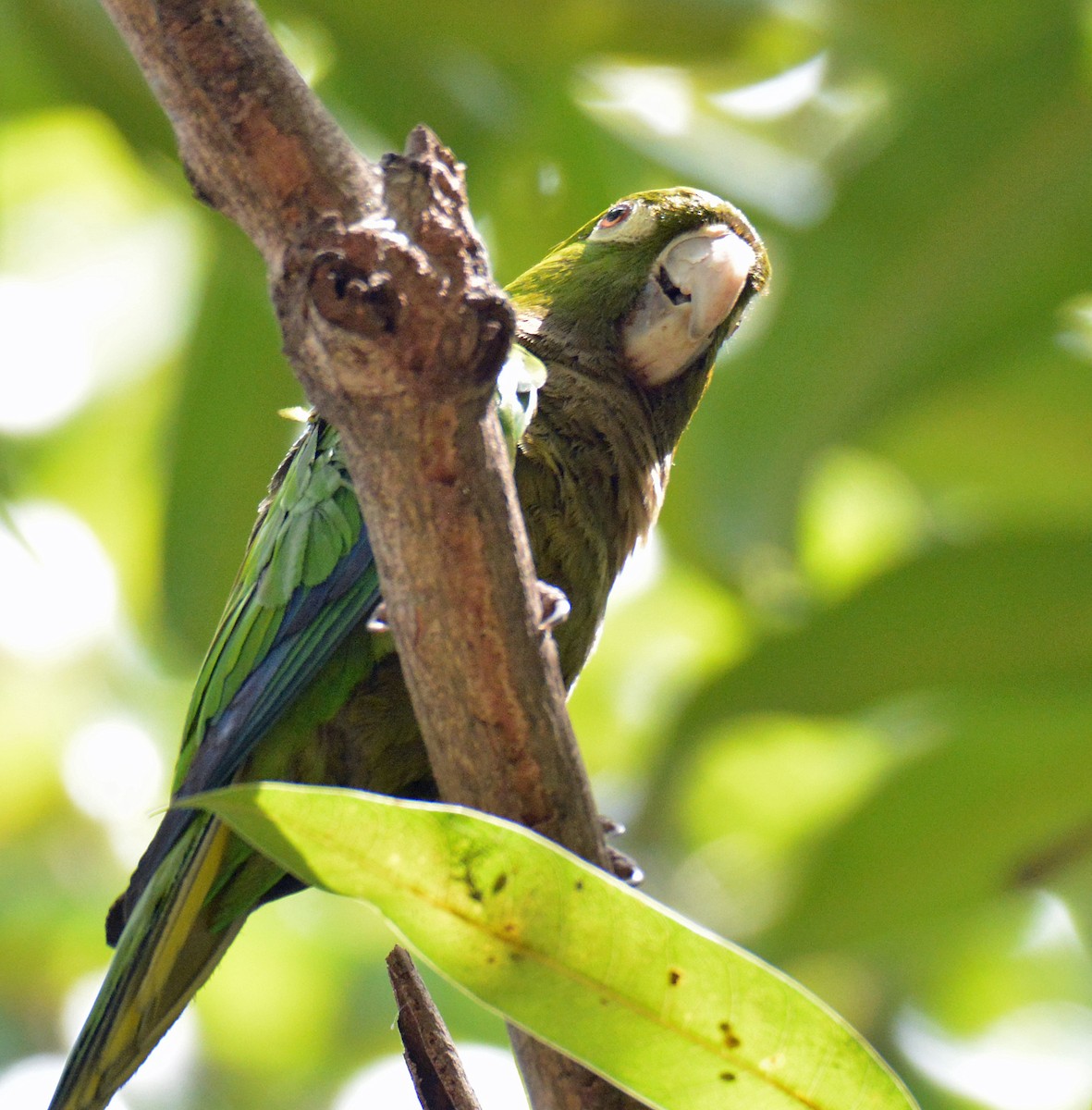 Olive-throated Parakeet (Jamaican) - Michael J Good