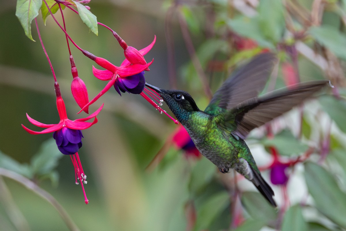 Talamanca Hummingbird - Tom Blevins