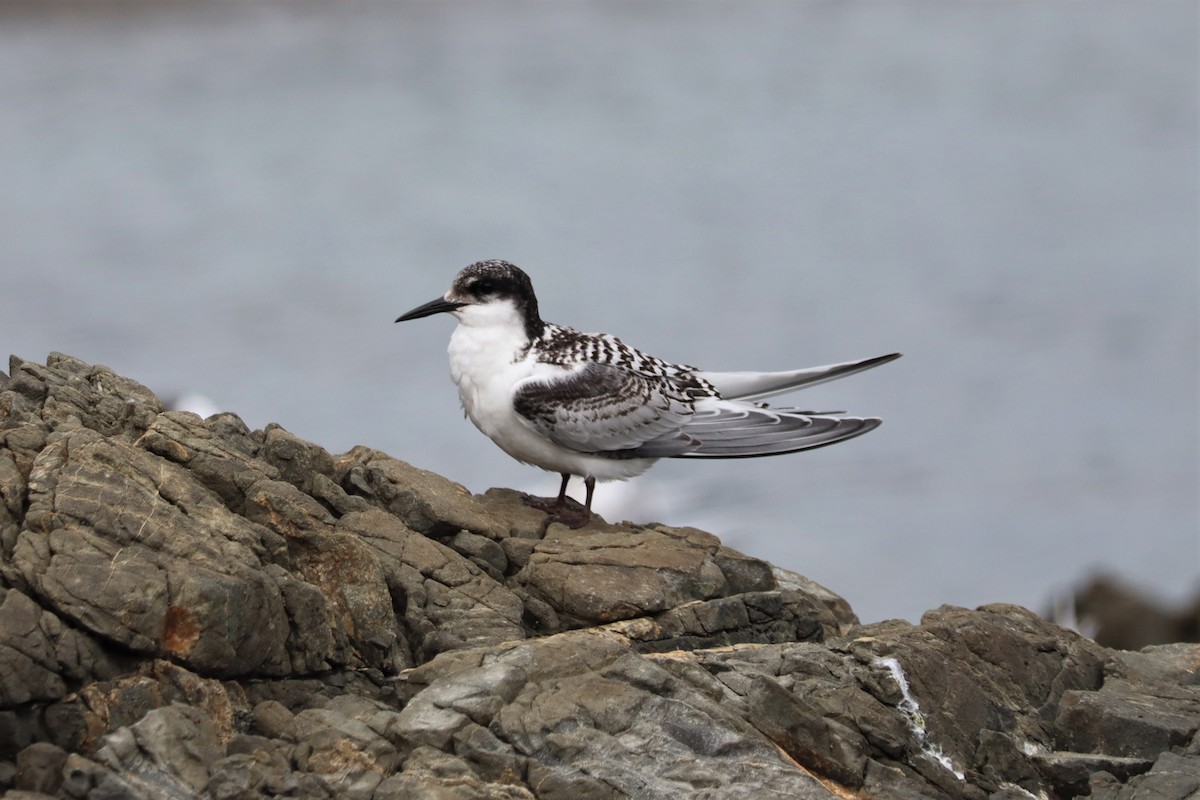 White-fronted Tern - ML616602380