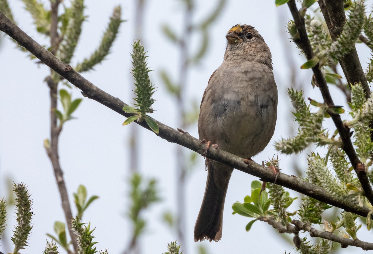 Golden-crowned Sparrow - ML616602395