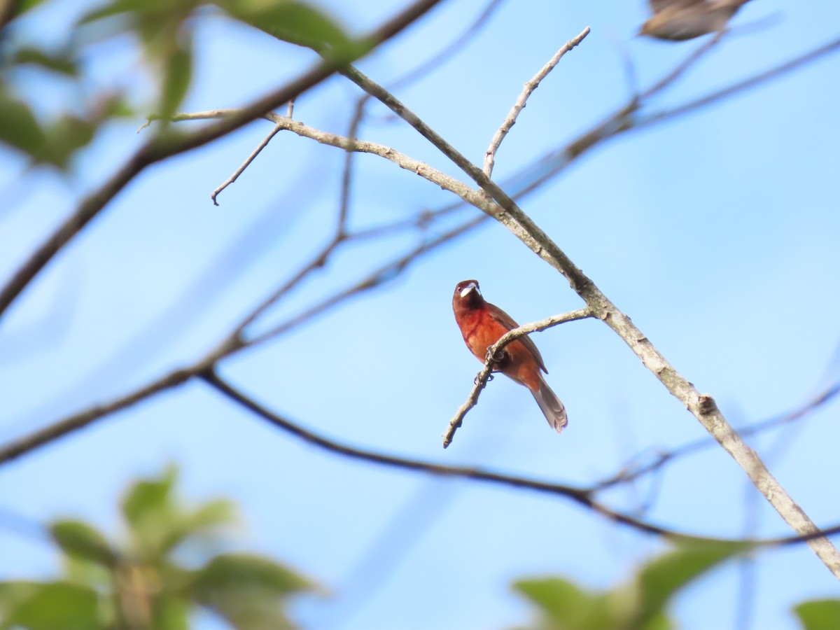 Silver-beaked Tanager - Cristian Cufiño