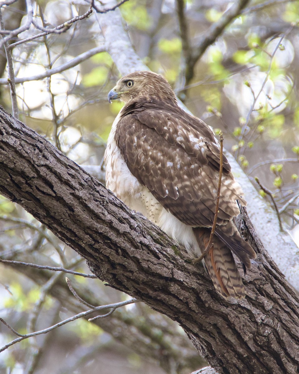 Red-tailed Hawk - ML616602415