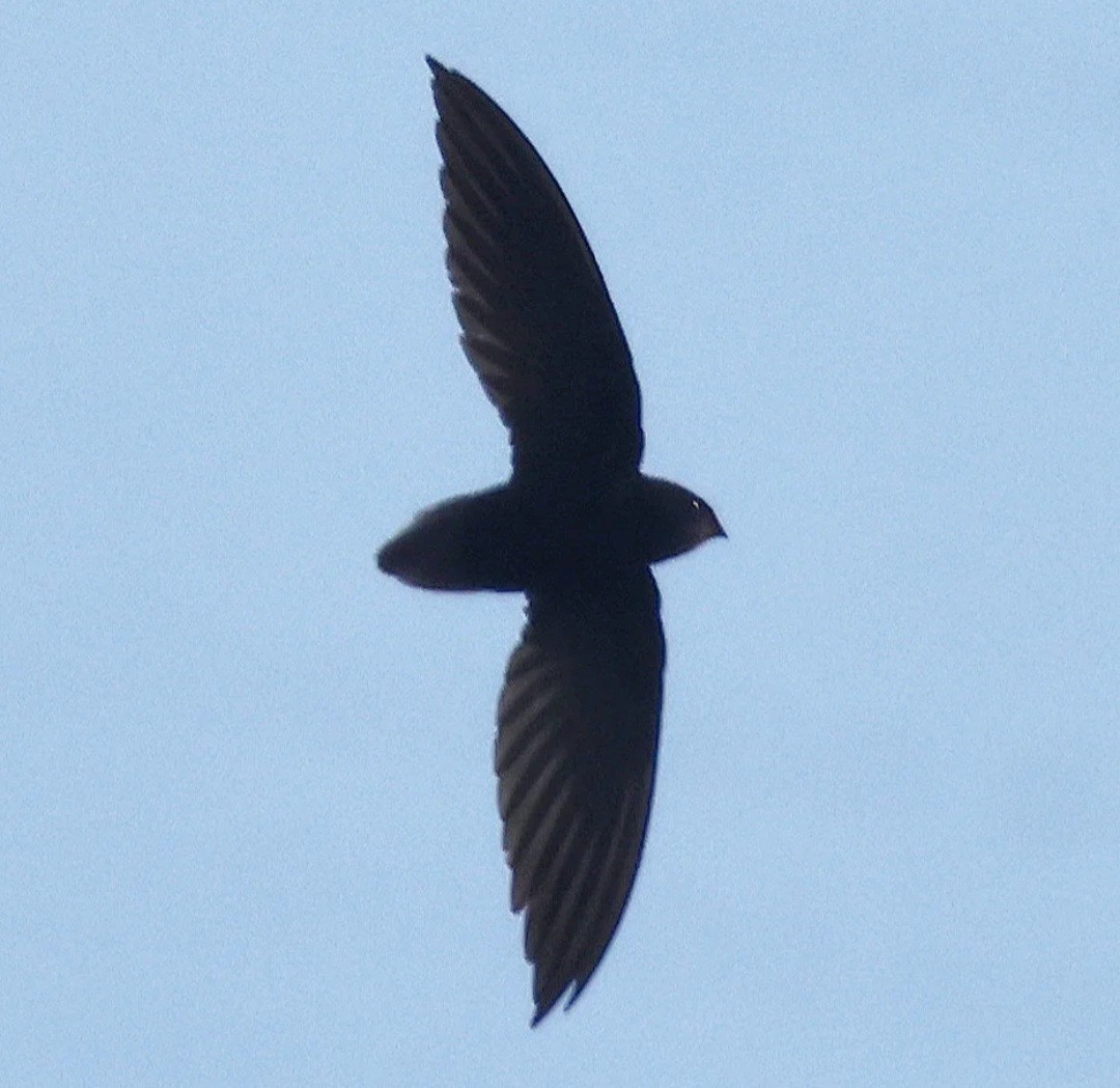 Short-tailed Swift - ML616602426
