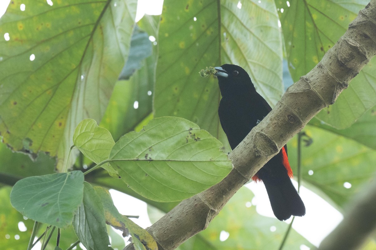 Scarlet-rumped Tanager - ML616602428