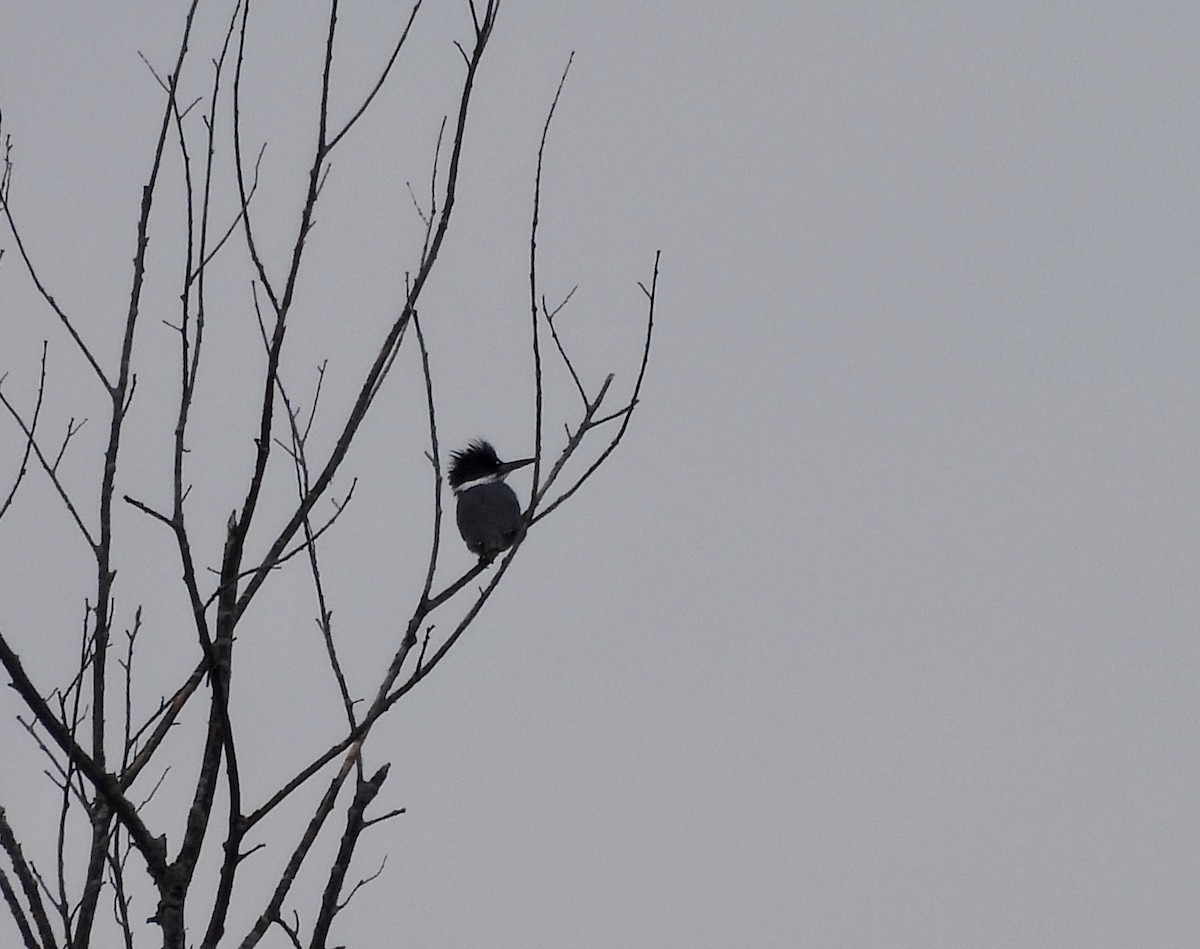 Belted Kingfisher - ML616602430