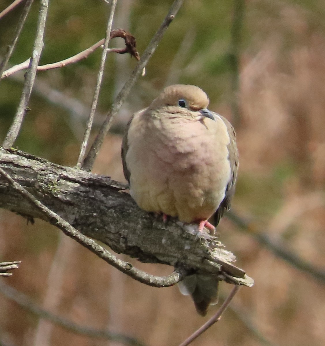 Mourning Dove - Bonnie Hughes
