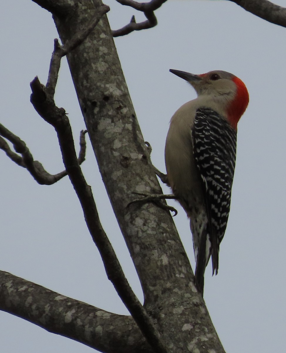 Red-bellied Woodpecker - Bonnie Hughes