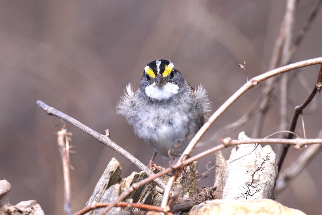 White-throated Sparrow - Tracy Muller