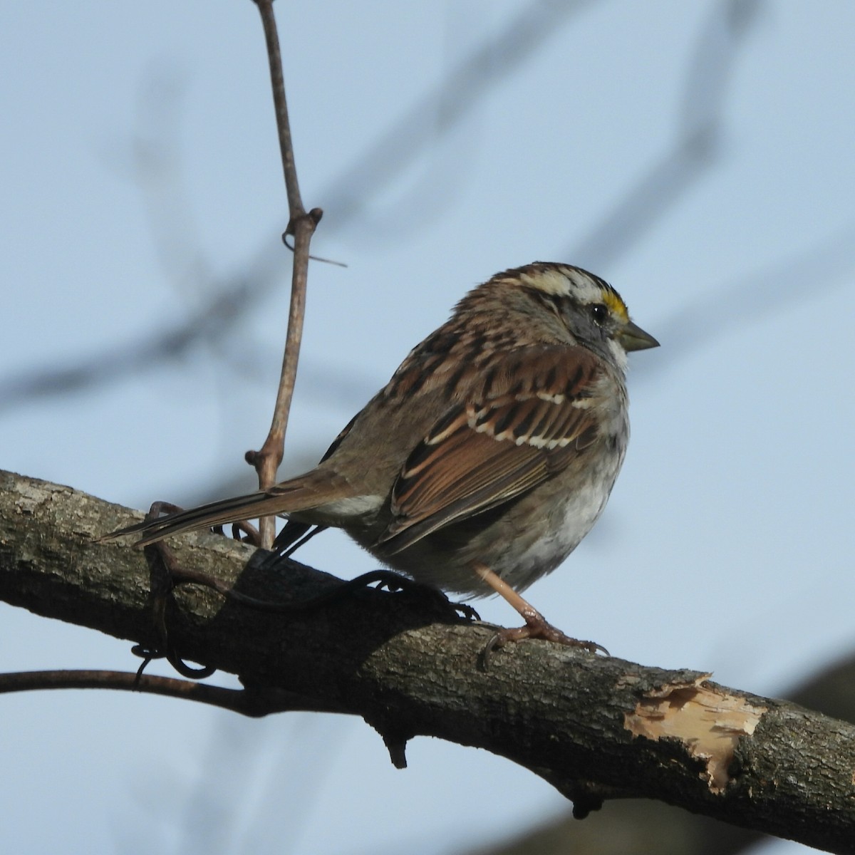 White-throated Sparrow - ML616602530