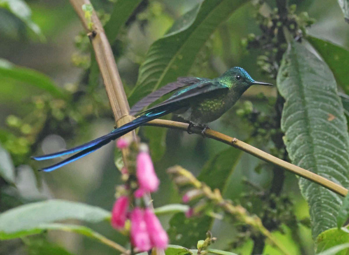 Long-tailed Sylph - ML616602544