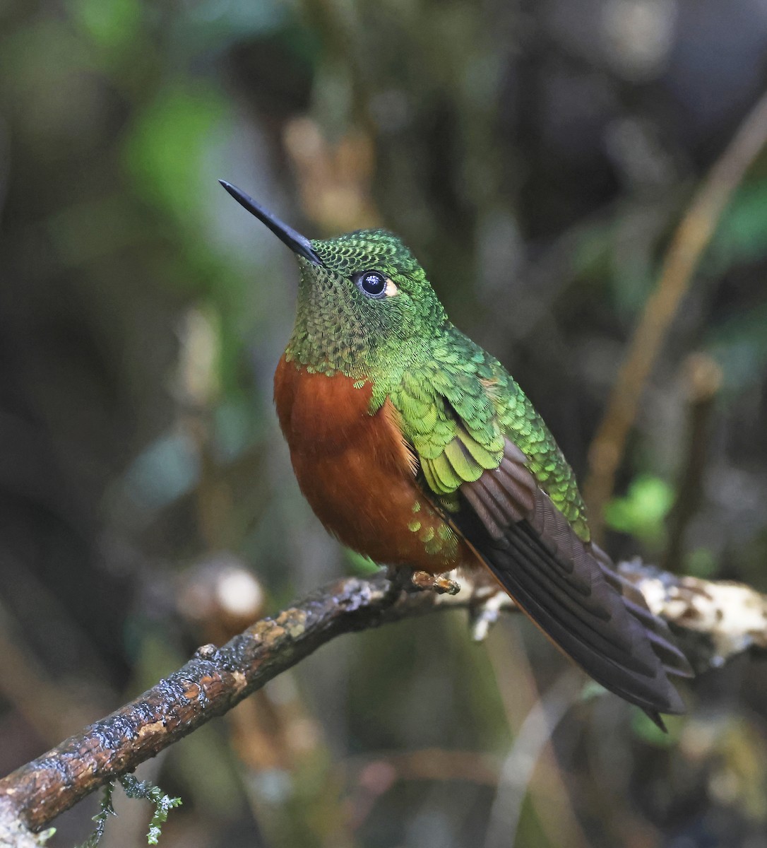 Chestnut-breasted Coronet - Michael Smith
