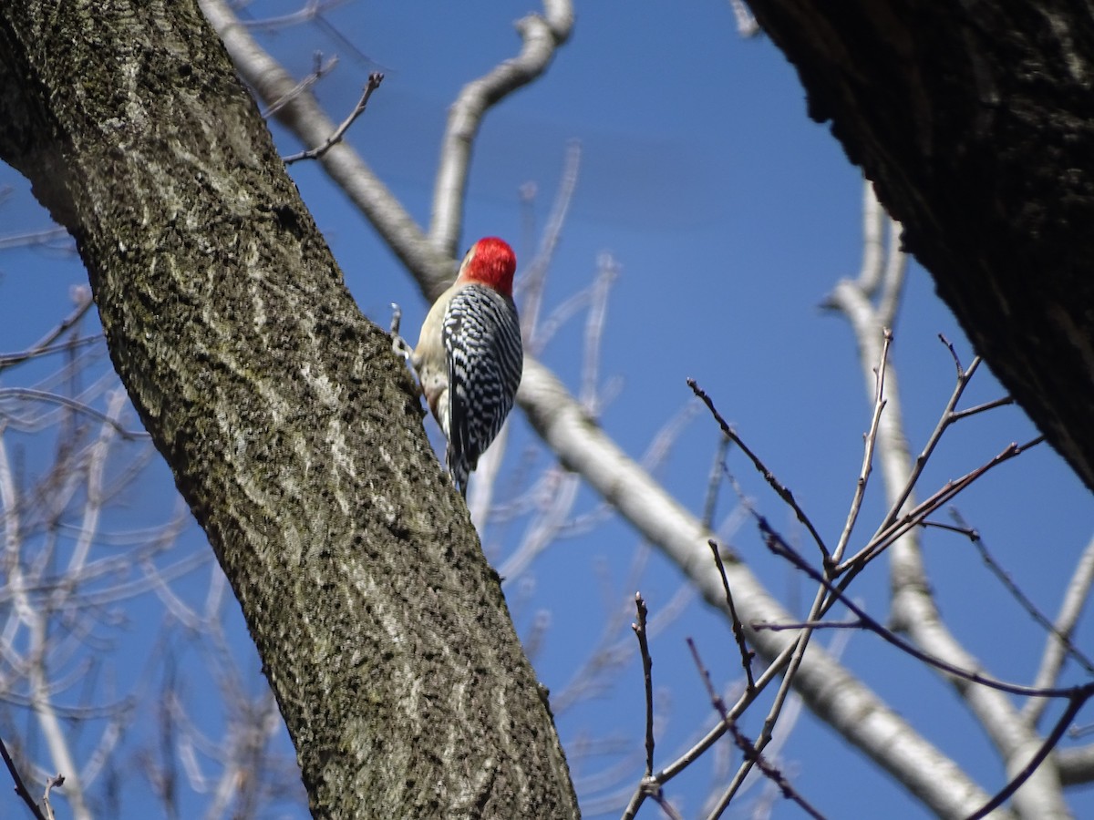 Red-bellied Woodpecker - Debby Hayward