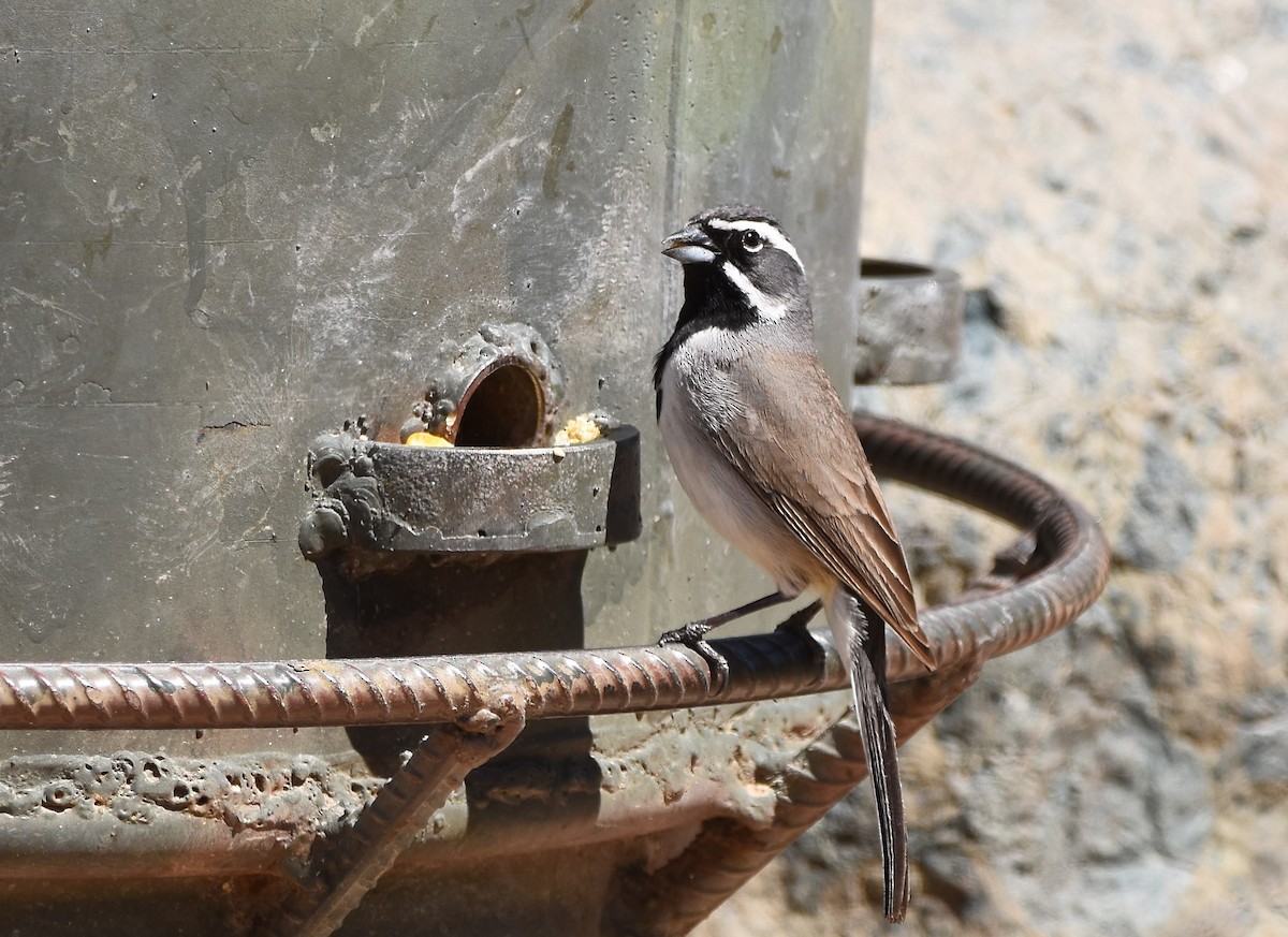 Black-throated Sparrow - Christi McMillen
