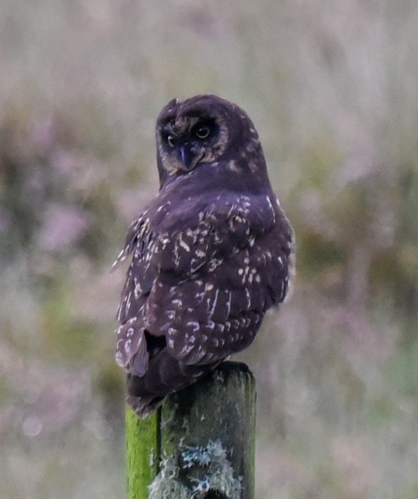 Short-eared Owl (South American) - ML616602649