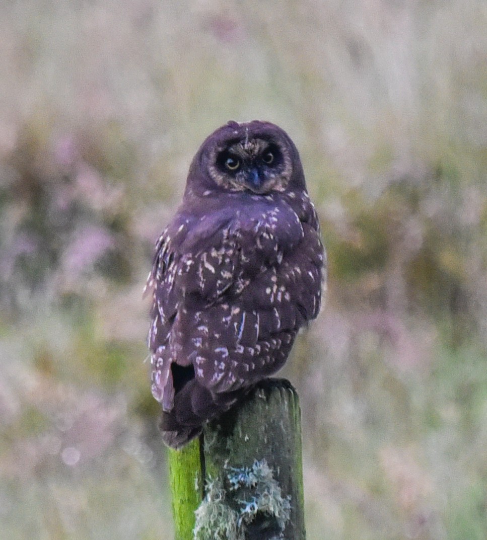 Short-eared Owl (South American) - ML616602650
