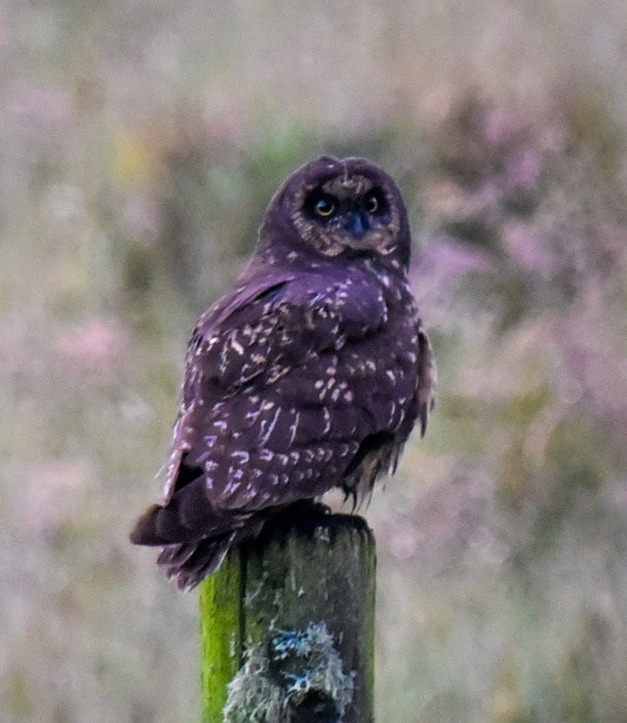 Short-eared Owl (South American) - ML616602651