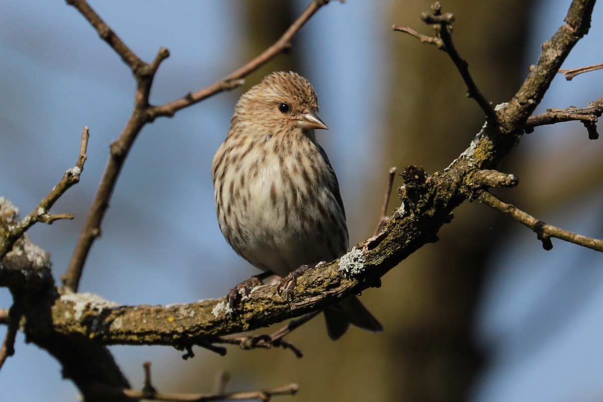 Pennsylvania Bird Atlas Checklist - 28 Mar 2024 - 399 Upper Georges ...