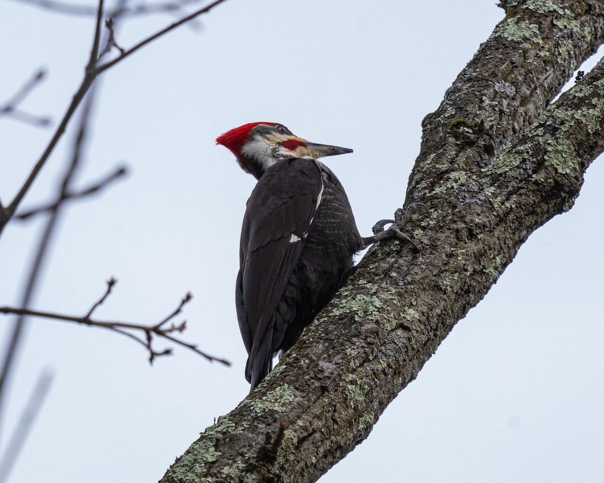 Pileated Woodpecker - ML616602728