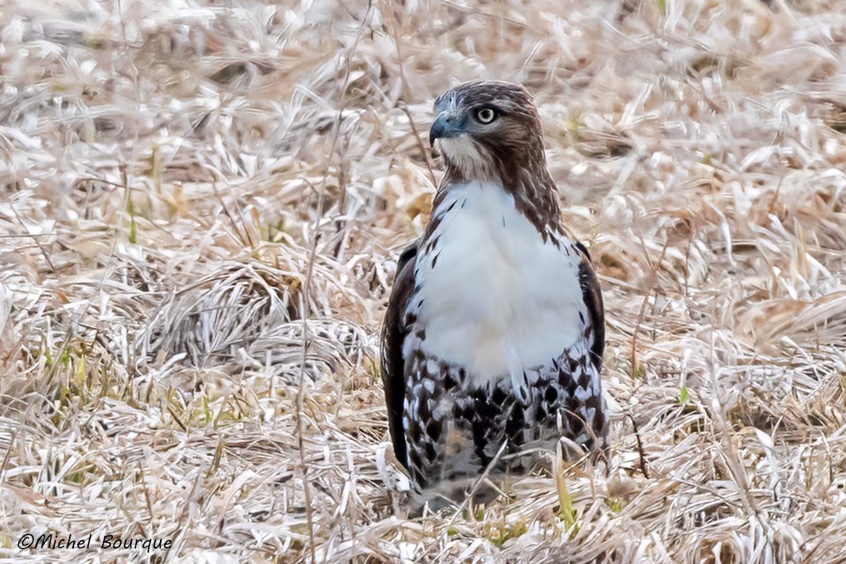 Red-tailed Hawk - Michel Bourque