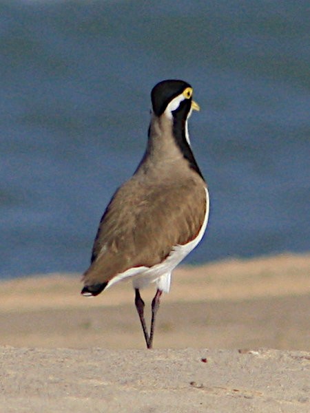 Banded Lapwing - ML616602854