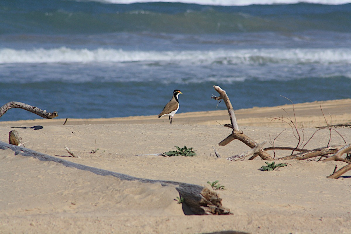 Banded Lapwing - ML616602855