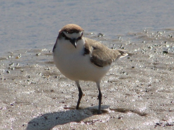 Red-capped Plover - ML616602881