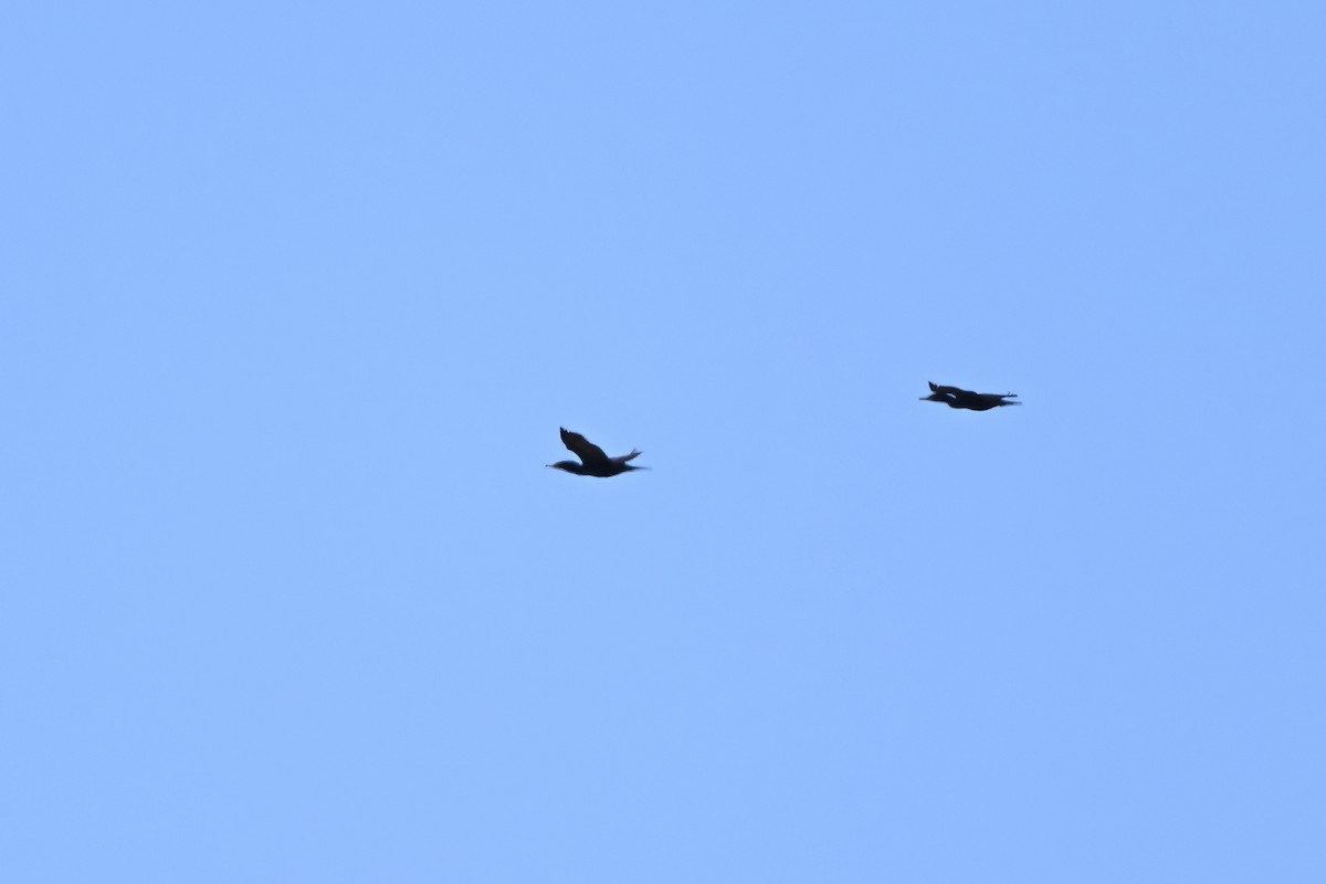Double-crested Cormorant - Vern Wilkins 🦉