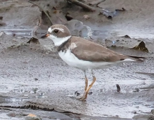 Semipalmated Plover - ML616602904