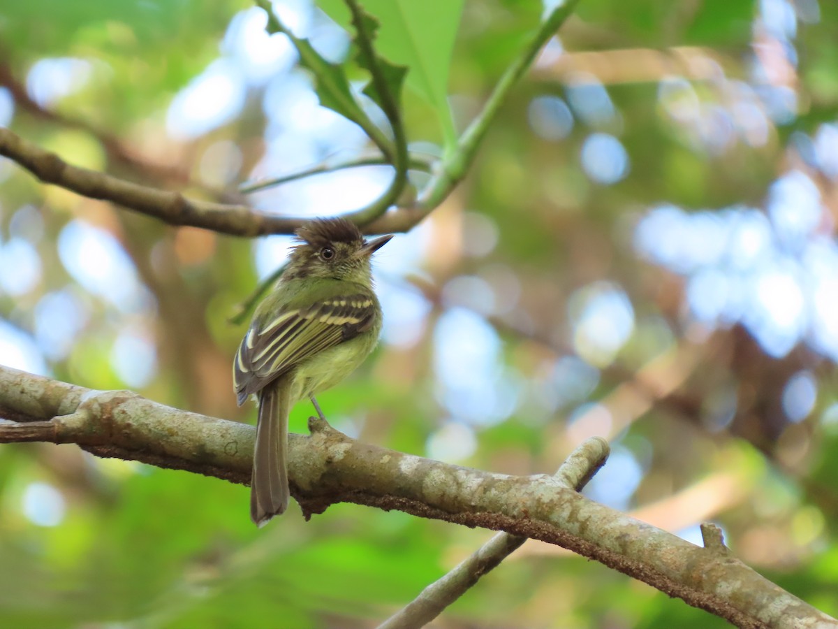 Sepia-capped Flycatcher - ML616602916