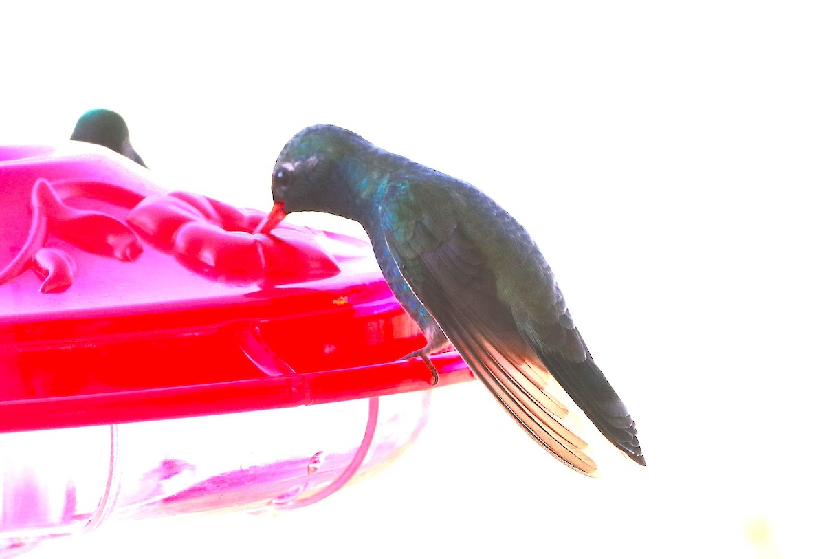 Broad-billed Hummingbird - ML616602920