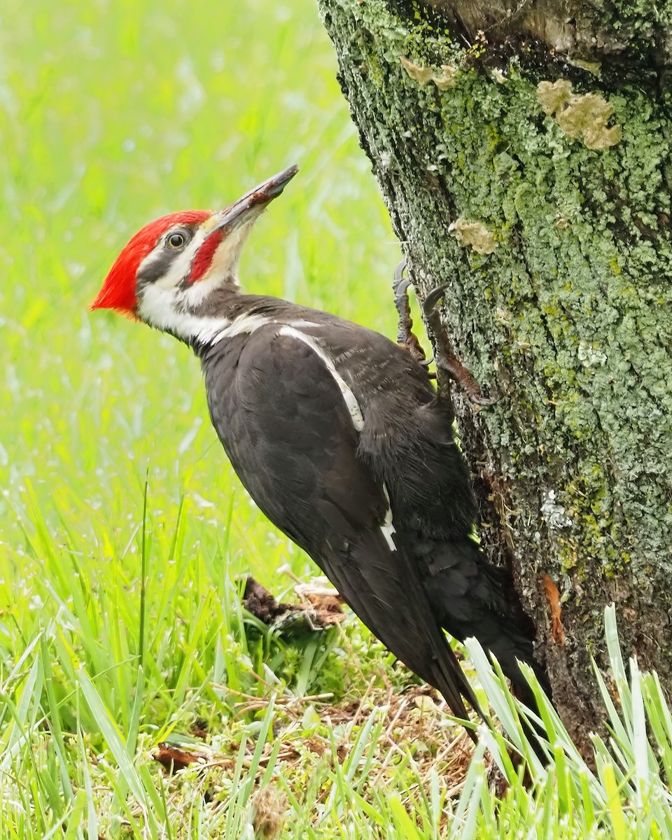 Pileated Woodpecker - Mike Smith