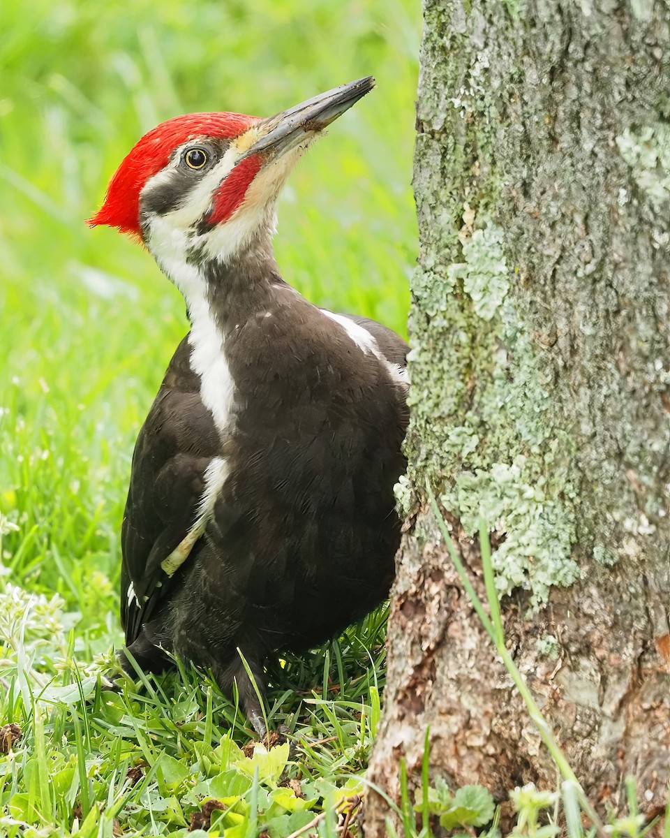 Pileated Woodpecker - Mike Smith