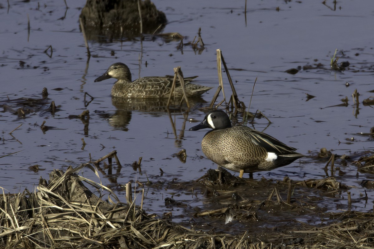 Blue-winged Teal - ML616602935