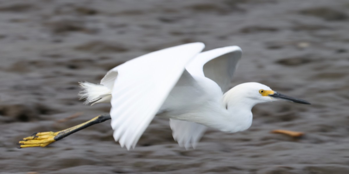 Snowy Egret - Bruce Fleischer