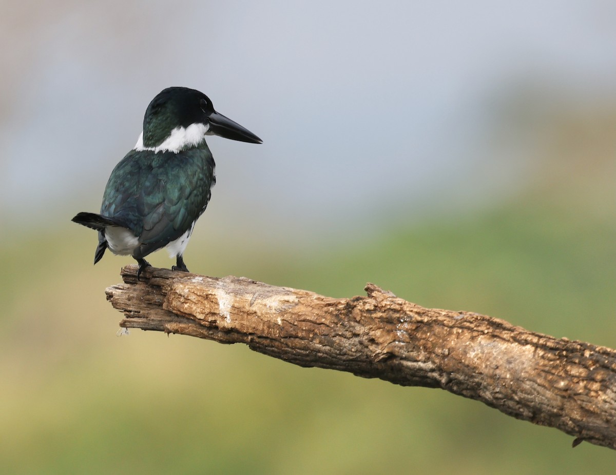 Green Kingfisher - Bruce Fleischer