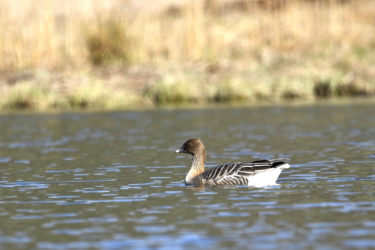 Pink-footed Goose - ML616603099