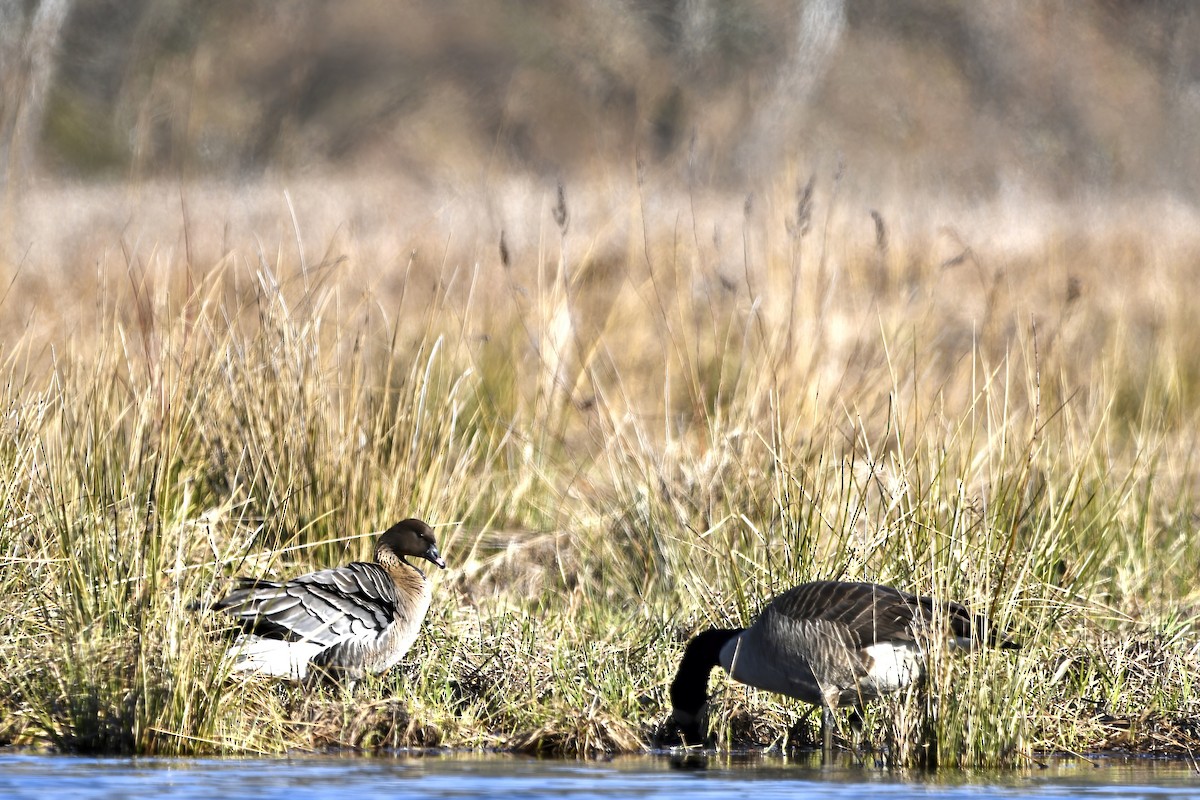 Pink-footed Goose - ML616603110