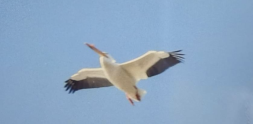 American White Pelican - ML616603118