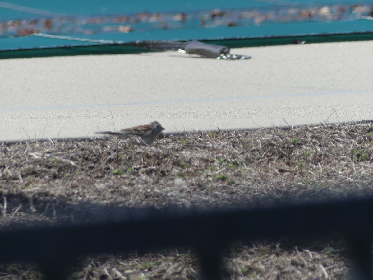 Field Sparrow - ML616603208