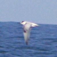 Little Tern - ML616603249
