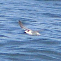 Little Tern - ML616603250
