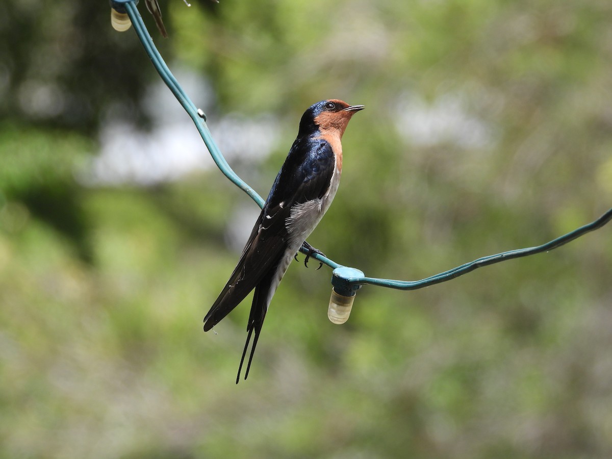 Welcome Swallow - ML616603259