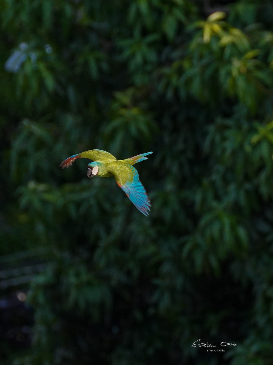 Chestnut-fronted Macaw - Esteban Ortiz