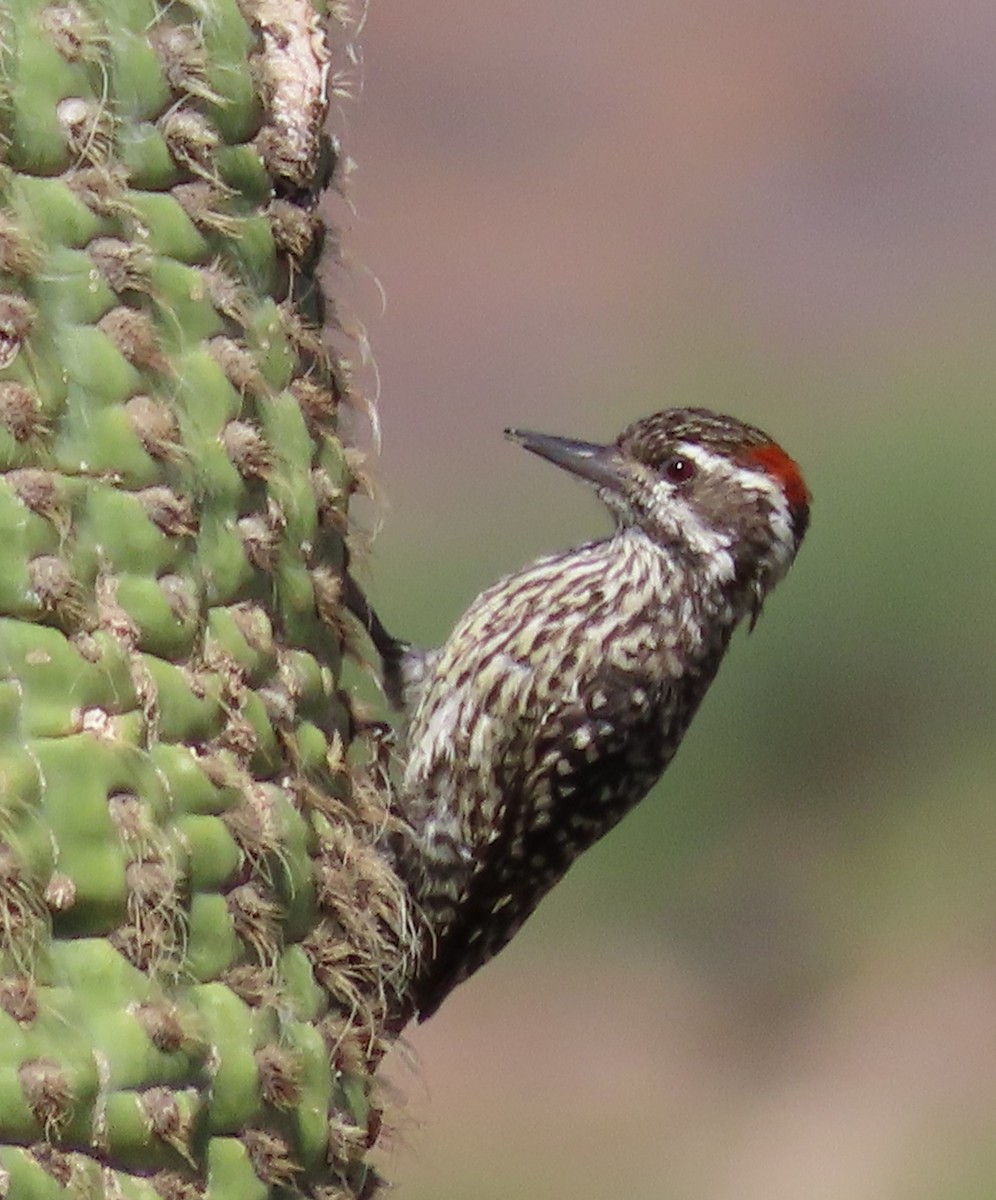 Checkered Woodpecker - ML616603291