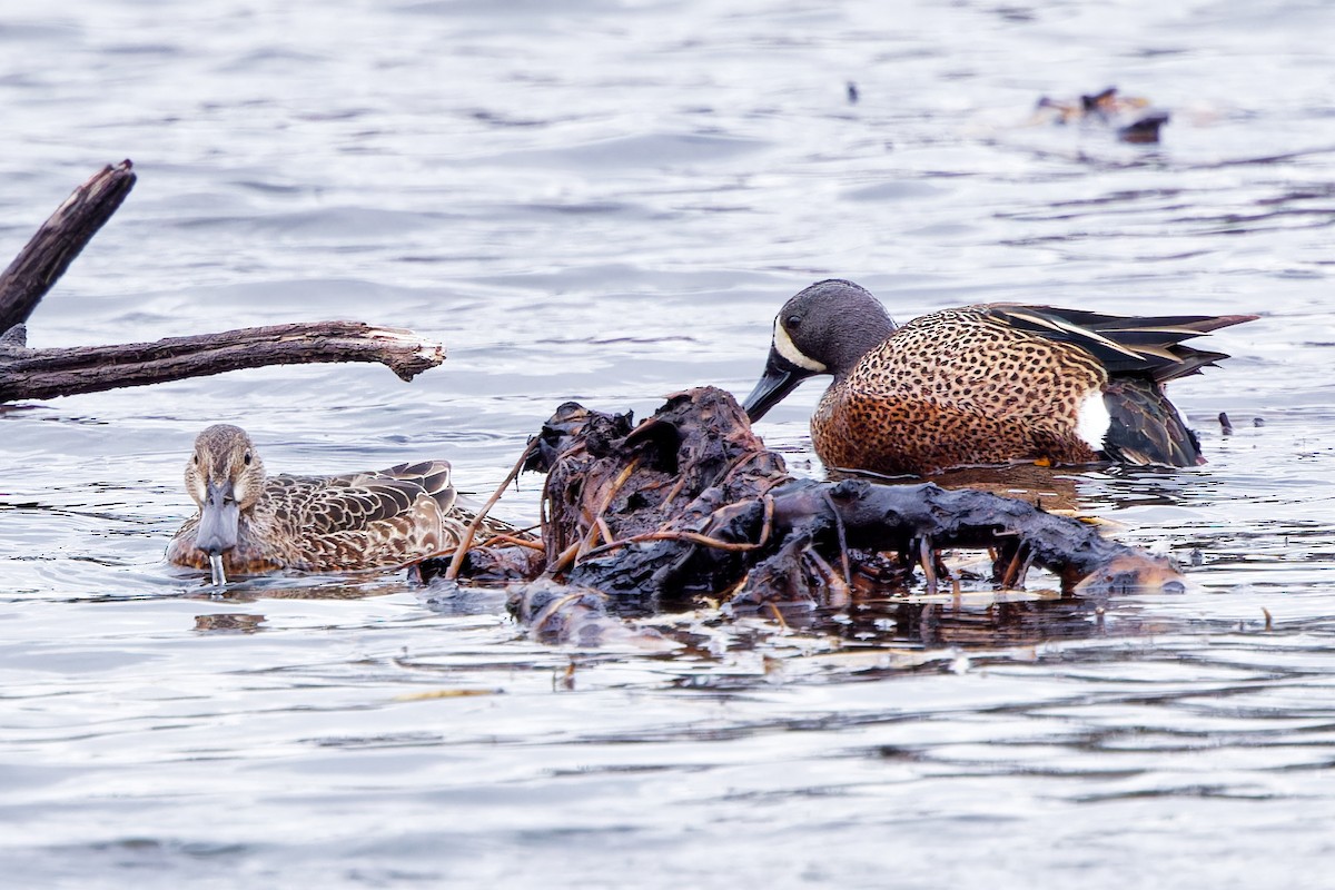 Blue-winged Teal - ML616603372