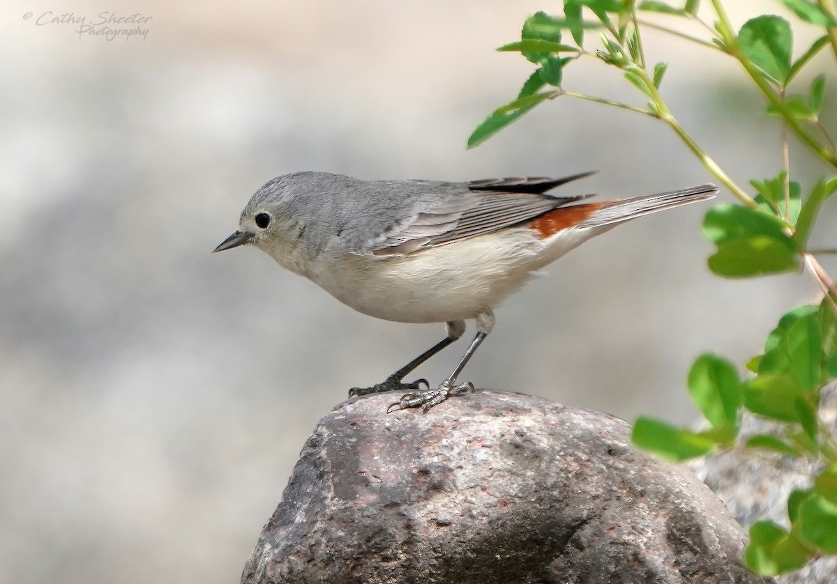 Lucy's Warbler - ML616603416