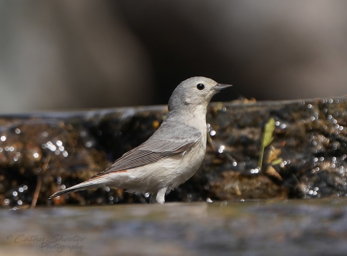 Lucy's Warbler - ML616603456