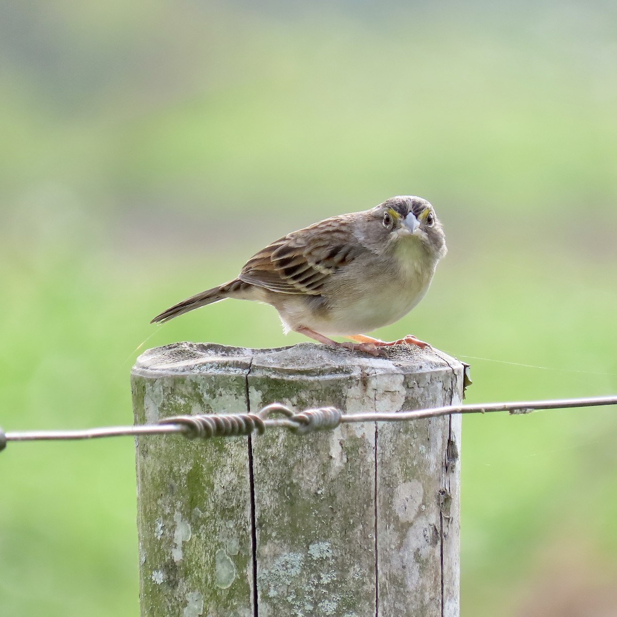 Grassland Sparrow - Paola Cardona jiménez