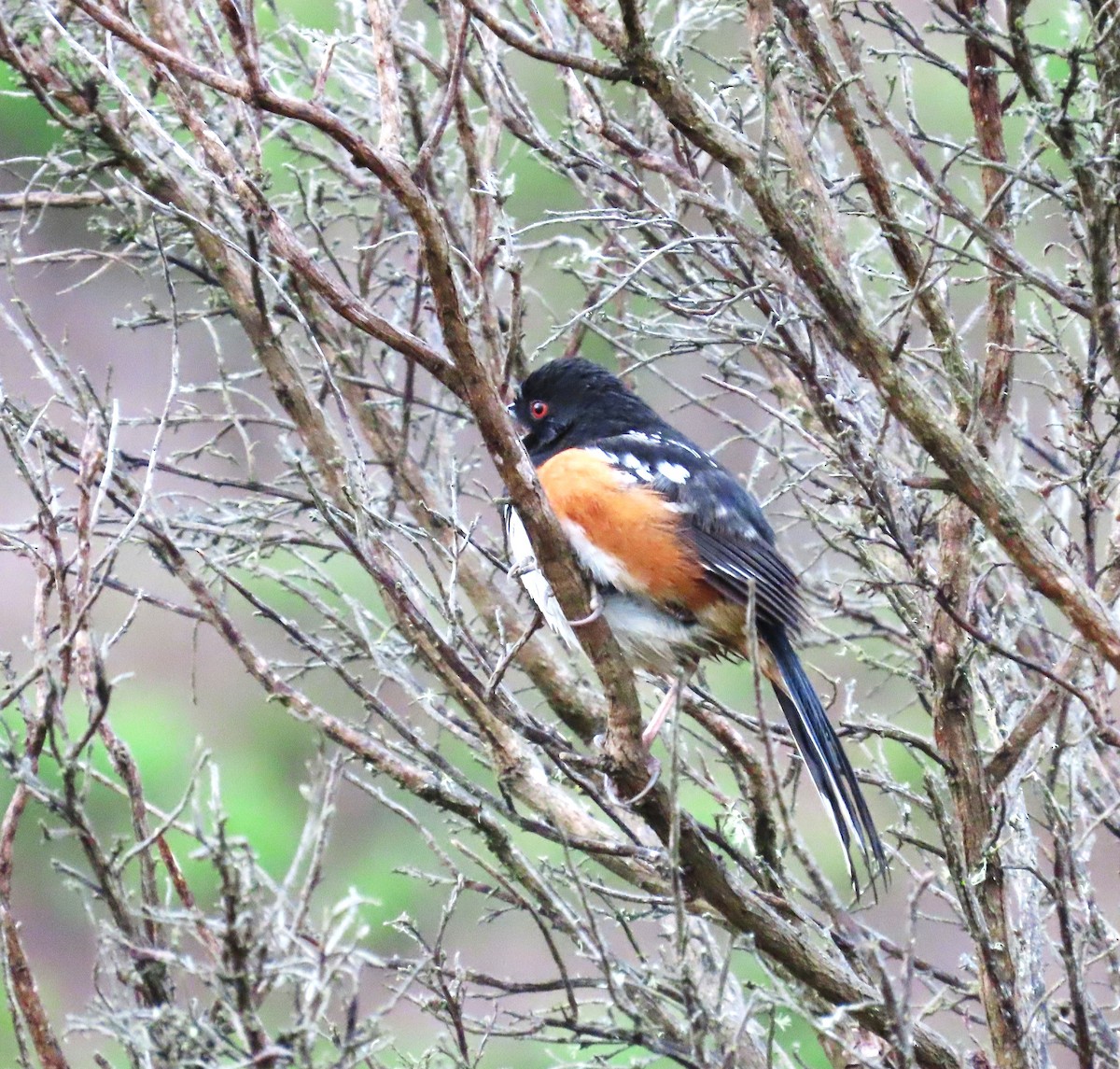 Spotted Towhee - ML616603578
